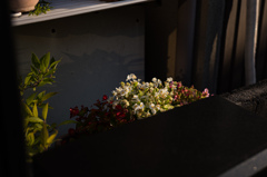 夕方の日差し　6