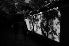 白壁の木立
