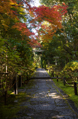 京都金地院　紅葉2