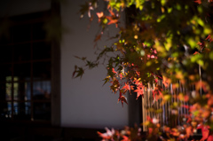 清凉寺嵯峨釈迦堂の紅葉　3