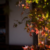 清凉寺嵯峨釈迦堂の紅葉　3