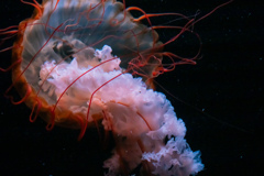 暑いので水族館へ 6