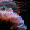 暑いので水族館へ 6