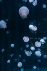 暑いので水族館へ 7