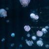 暑いので水族館へ 7