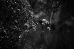 午後のタンポポ