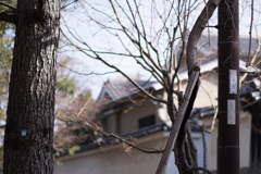 キツツキの仲間いた