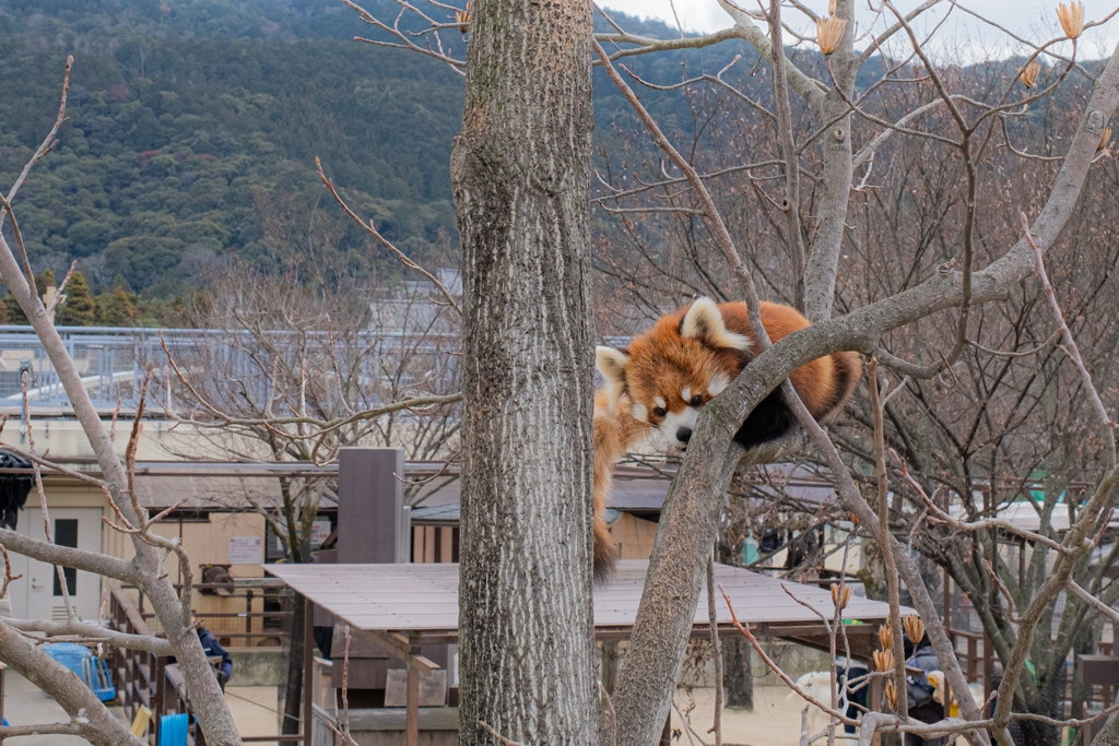 レッサーパンダ　1