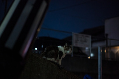 夜猫