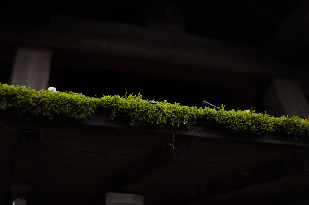 小さなお寺の春満開　2