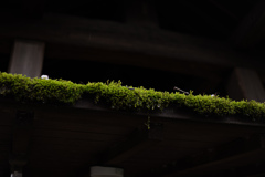 小さなお寺の春満開　2