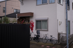 雨のち散歩　10