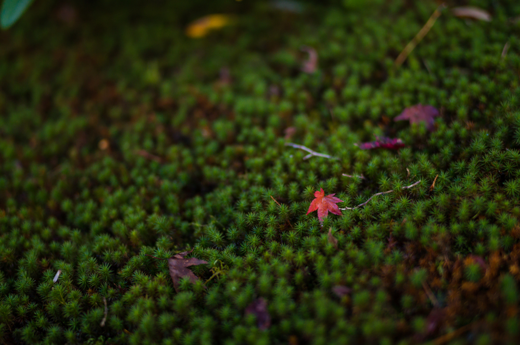 奈良吉城園　紅葉5