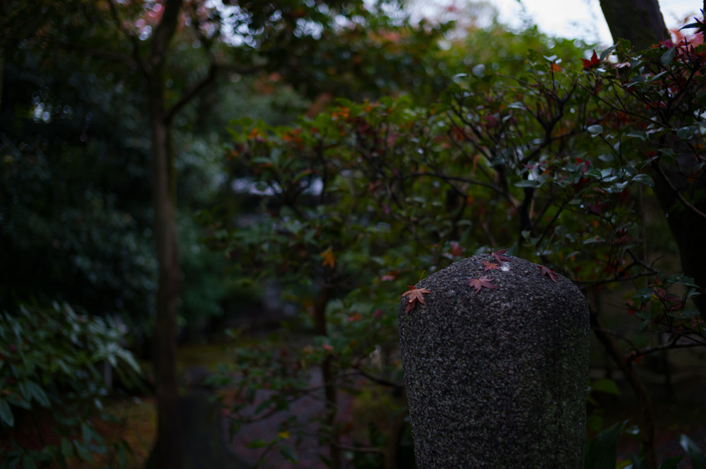 京都建仁寺　紅葉3