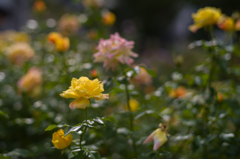 中之島バラ公園　10