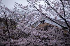 桜間から