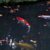 京都天授庵　紅葉と鯉9