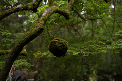 苔玉