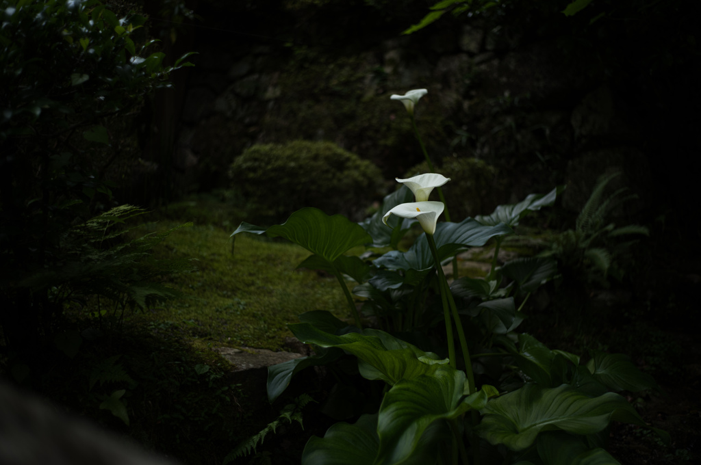 三輪の花