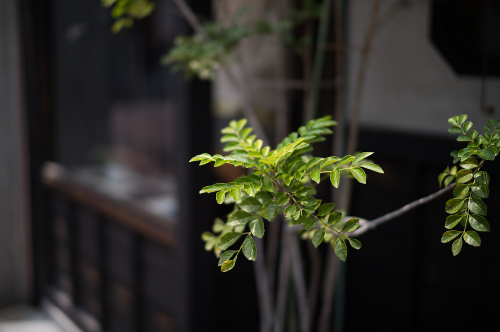 夏の緑