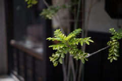 夏の緑