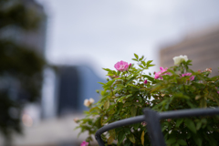 中之島バラ公園　7