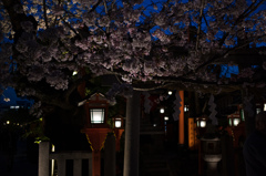 夜桜