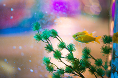 金魚ミュージアム1