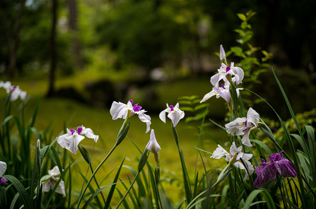 花菖蒲