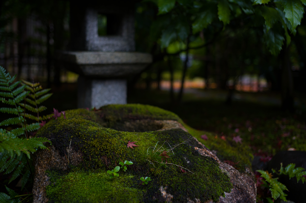 京都建仁寺　紅葉2