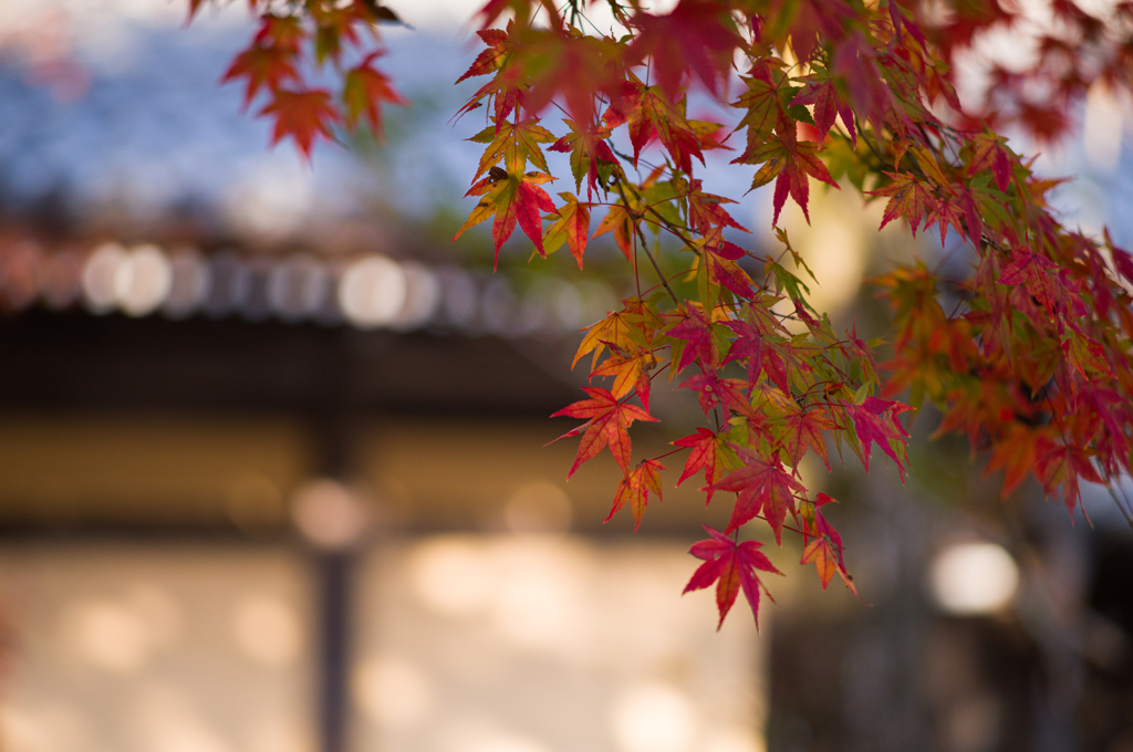京都南禅寺　紅葉10