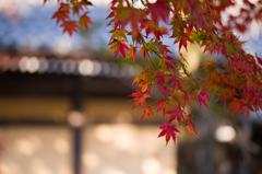 京都南禅寺　紅葉10