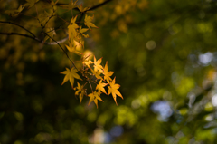 清水の紅葉　2