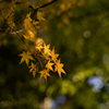 清水の紅葉　2