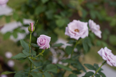 中之島バラ公園　5