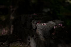春の終わり