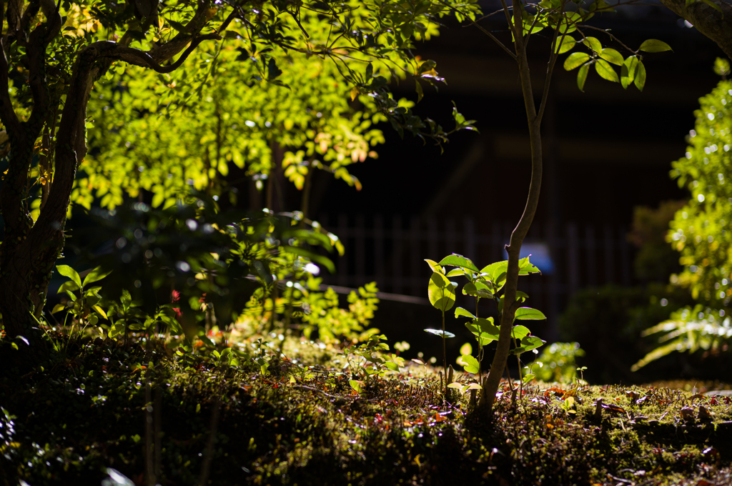 奈良吉城園　13