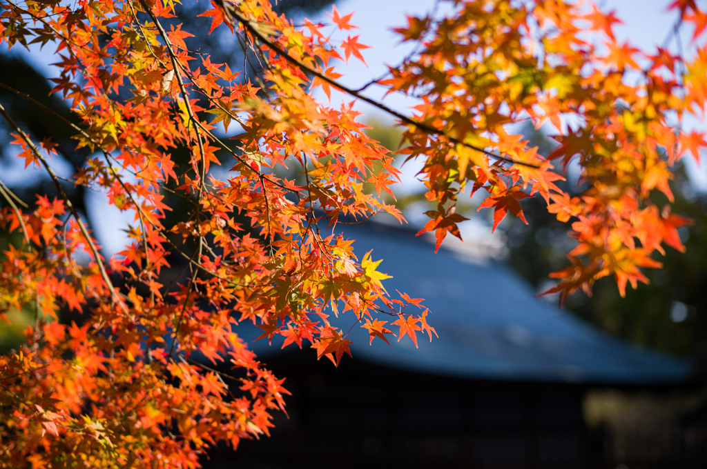 北野天満宮　7