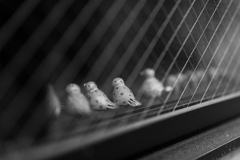 窓辺の鳥たち