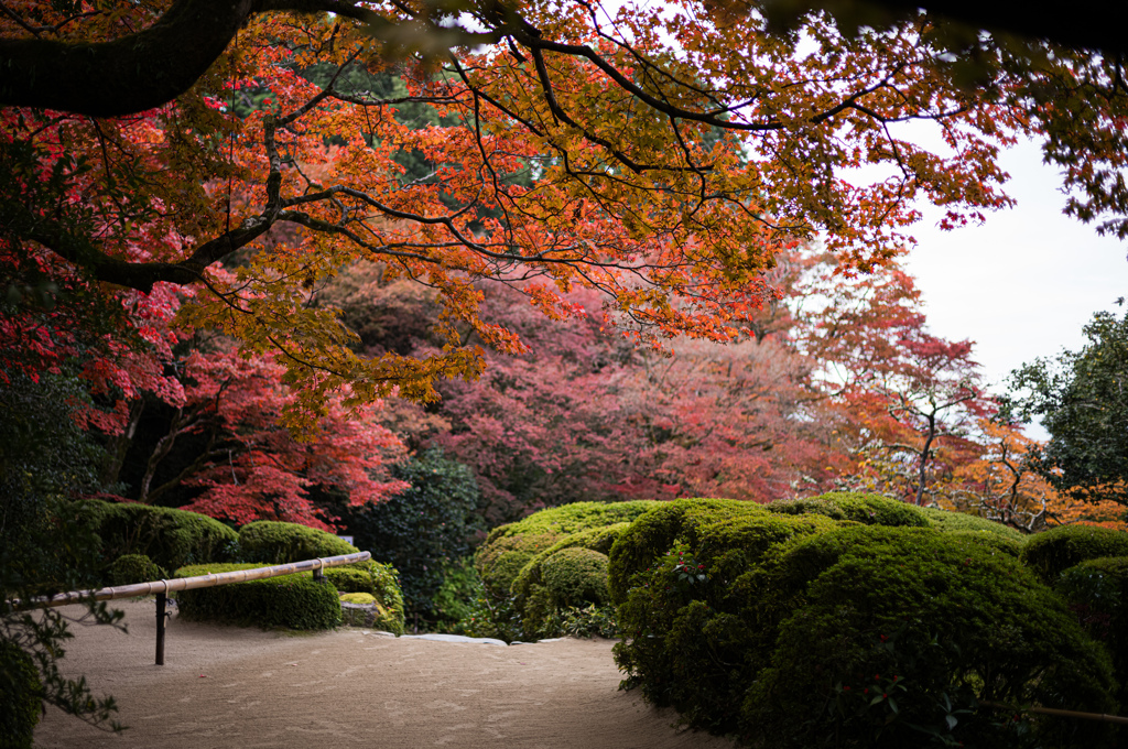 詩仙堂　紅葉　4