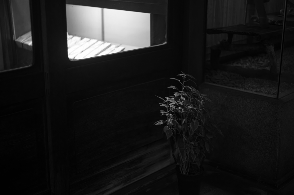 木漏れ日の夜