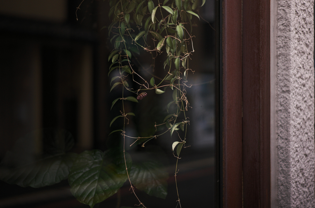 窓辺の蔓