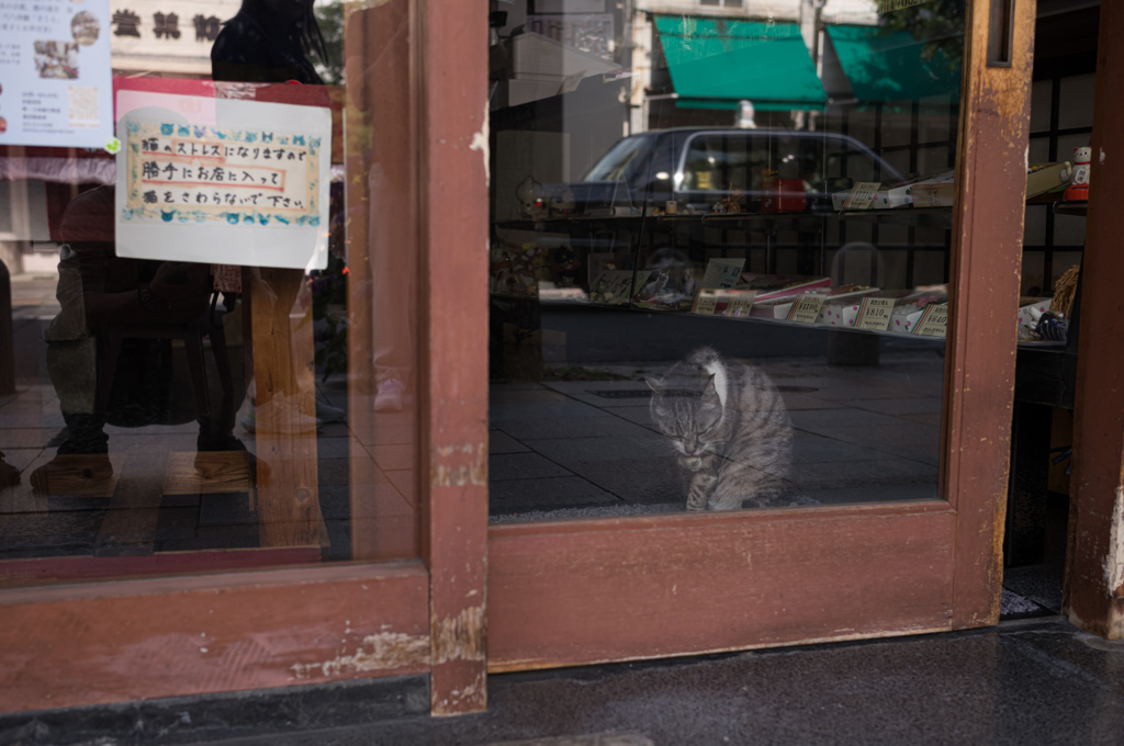 お留守番猫
