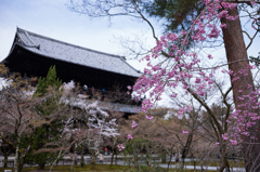 南禅寺の桜　4