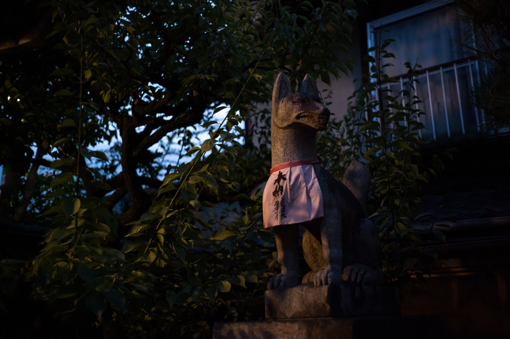夕刻前の狐