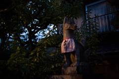 夕刻前の狐