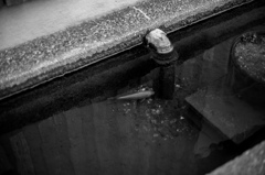 大きな池に金魚一匹