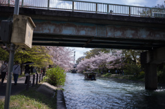 十石舟の桜
