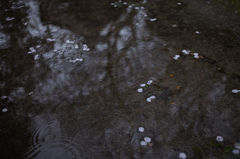 雨桜