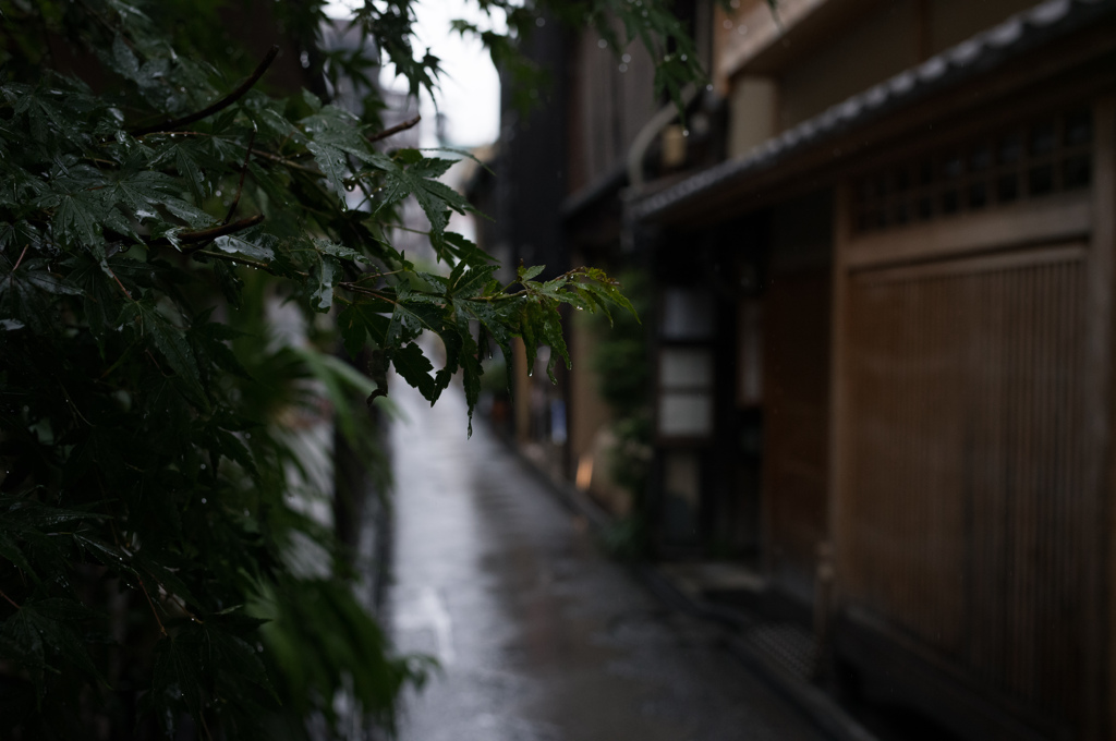 雨の先斗町